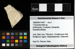 Foto (Objekt + Etiketten) von ? Goniodromites sp. 